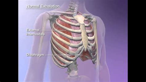 Learn Visible Body Pulmonary Ventilation YouTube