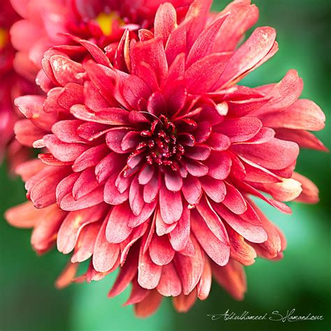 Red Chrysanthemum By Ashamandour On Deviantart