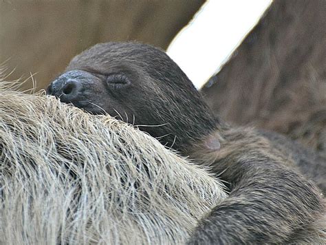 Baby Sloth Worth The Wait Zooborns