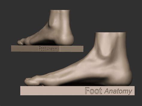 Foot Reference 3d Model 3d Printable Cgtrader