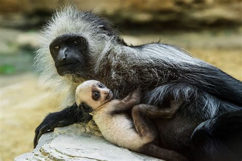 Cute Rare Baby Monkey Born In Worlds Oldest Zoo Viraltab