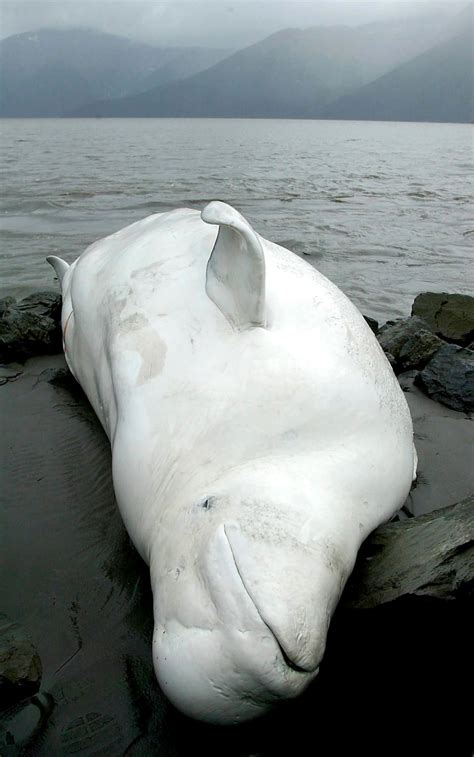 Researchers Puzzle Over Why Beluga Whales In Alaska Havent Recovered