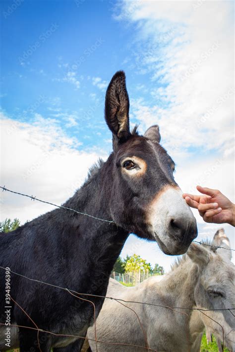 Donkey Head With Human Hand Donkeys In Farm Behind Fence Friendship