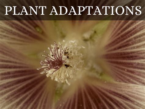 Plant Adaptations By Sje 4th Grade Cart