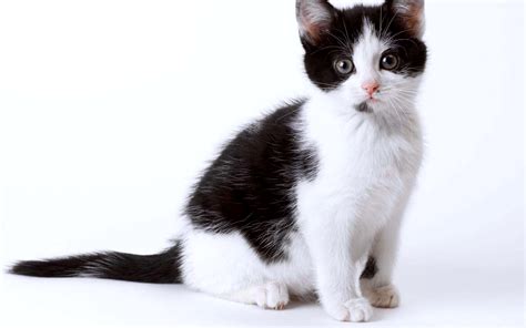 Black White Cat Kitten Wallpapers Hd Desktop And Mobile