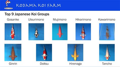 Top 9 Groups Of Japanese Koi Varieties Youtube