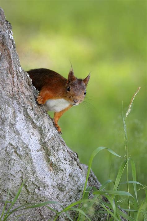 Eurasian Red Squirrel Photograph By Bjorn Svensson Fine Art America