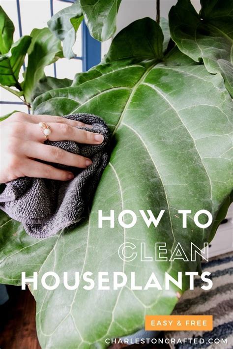 A Woman Holding A Green Plant With Text Overlay How To Clean Houseplants