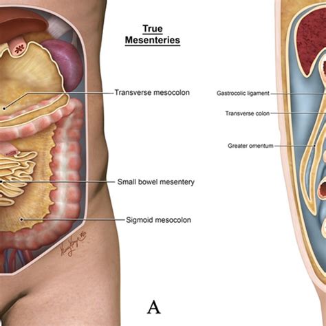 Anterior And Sagittal Sections Of The Abdominal Cavity The Mesentery