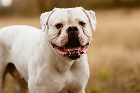 American Bulldog Dog Breed Characteristics And Care
