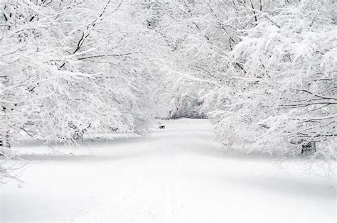 Snowy Trees Free Stock Photo Public Domain Pictures