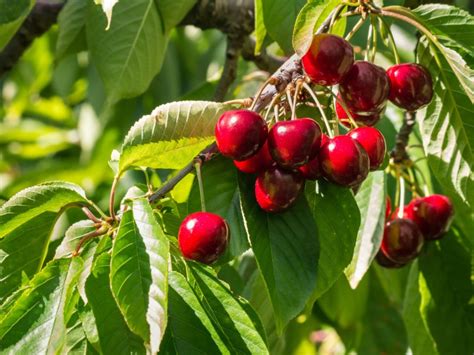 Caring For Stella Cherry Trees - Learn How To Grow Stella Cherries