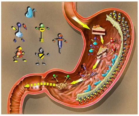 From Food To Poop How Your Digestive System Works Healthworks Malaysia