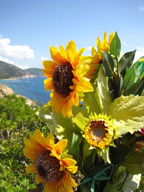 Sunflower Speckled Elba Island
