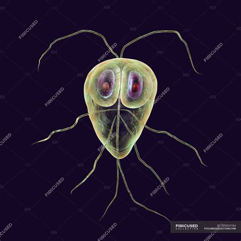 Giardia Lamblia Protozoan Parasites Digital Illustration Close Up My