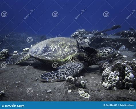 Sea Turtle Resting On Cleaning Station Reef While Being Cleaned Stock