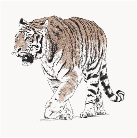 Tiger Walking Illustrations Royalty Free Vector Graphics And Clip Art