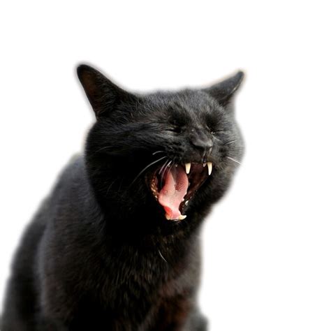 Trashfirefallonmore Transparent Screaming Cats Tumblr Pics
