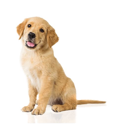 Puppy Dog Transparent Png Png Play