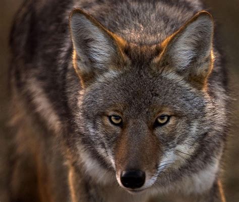 Beautiful Wildlife Coyote Eyes By Nick Kalathas Renard Loup Et Husky