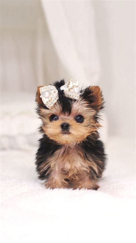 Cute Baby Puppy Wallpaper