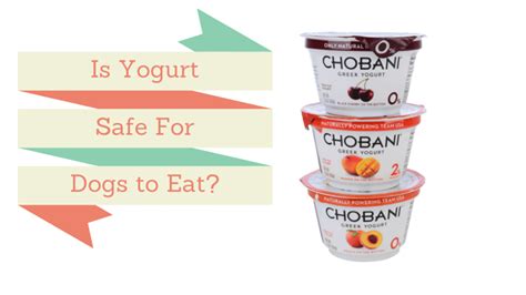However, it should be moderate. Can Dogs Eat Yogurt? Is it Good for them? - Smart Dog Owners