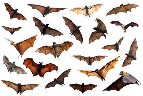 All About Bats Learn About Nature