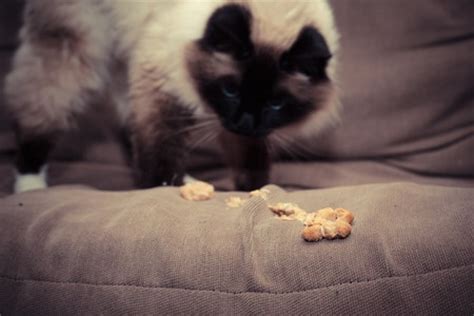 If your kitty acts fine, is a healthy weight, doesn't seem ill and has a normal energy level, but just throws up occasionally, you should consider a food. What to Do if Your Cat Keeps Vomiting | Argos Pet Insurance