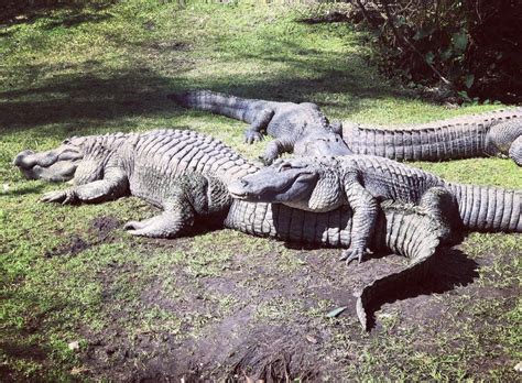 American Alligators Hanging Out Together In The Sun Routdoors