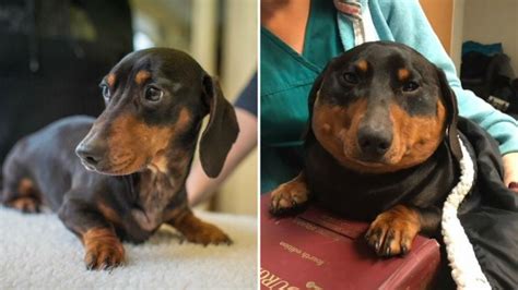 El perro salchicha que se hinchó hasta 3 veces su tamaño normal BBC