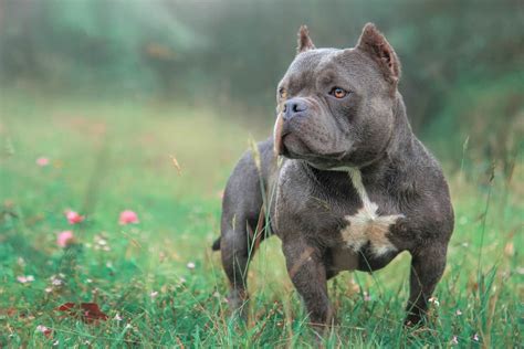 Exotic Bully Breed Info History Traits And Facts With Pictures