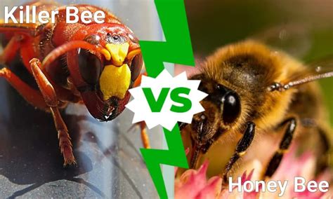 Killer Bee Vs Honey Bee What Are The Differences A Z Animals