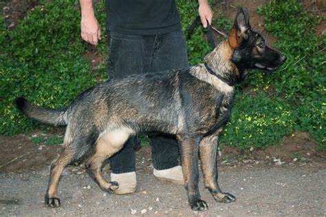 Misty Female Black Sable German Shepherd Favorite Dog Breeds Pint