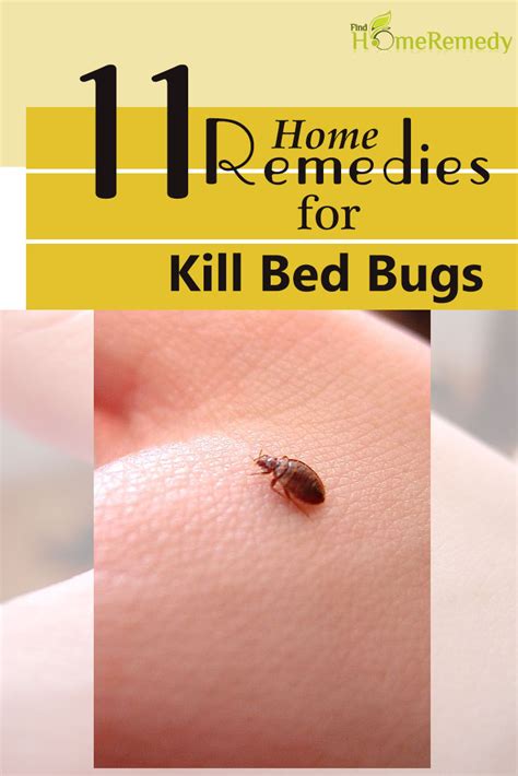 Does Water Kill Bed Bugs Cool Product Critiques Specials And