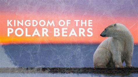 Kingdom Of The Polar Bears Nat Geo Wild Series Where To Watch