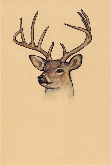 Deer By Kimdingwall On Deviantart Deer Art Inspiration Moose Art
