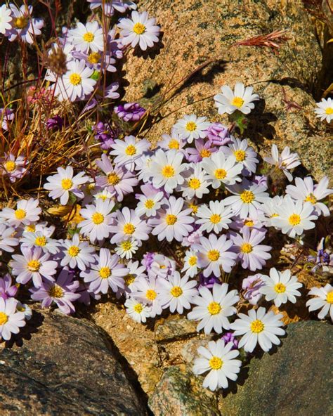 25 Different Types Of Daisies To Plant In Your Garden This Spring In