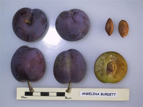 Angelina European Plum Heritage Fruit Trees