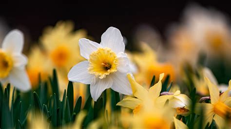 Download Wallpaper 1920x1080 Daffodils Flowers Focus Macro Full Hd