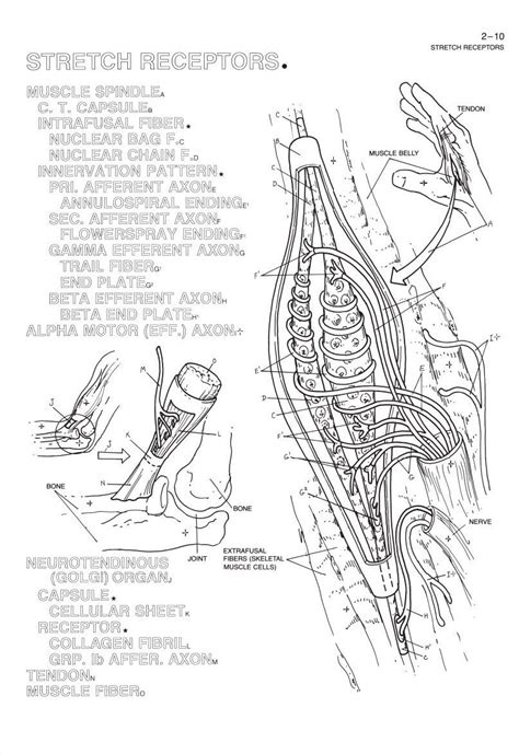 46 anconeus muscle p.68 66 the opponens digiti minimi muscle p.90 6 bones and muscles: Anatomy Pictures Muscles And Bones Pdf Downloads : Muscle ...