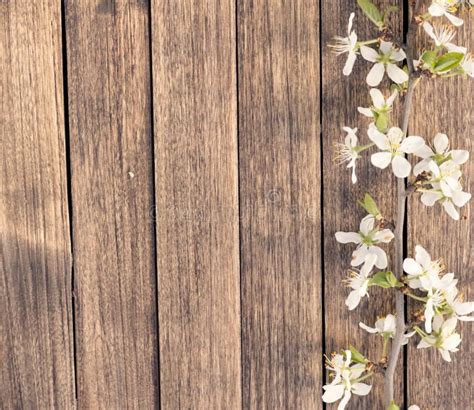 Spring Cherry Branch Blossom On Wooden Timber Stock Image Image Of