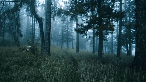 Forest Path And Trees With Fog Hd Nature Wallpapers Hd Wallpapers