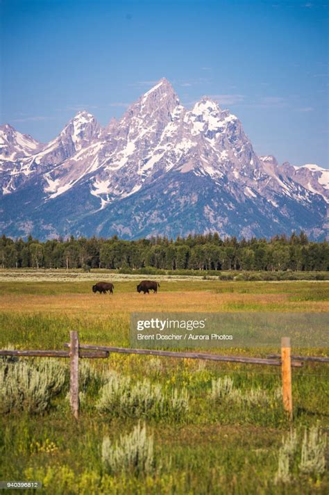 Bison Wander In Field With Grand Teton In Background Grand