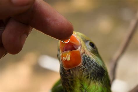 How Often Should You Feed A Baby Bird Birdwatching Buzz
