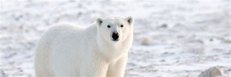 Polar Bear Watching In Canada Travel Guide Audley Travel