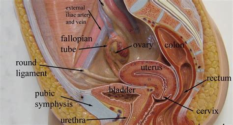 Diagram Internal Female Anatomy Female Anatomy