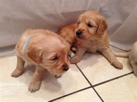We start our goldendoodle puppies on ens (early neurological stimulation) at three days old. Golden Doodle Puppies For Sale | Wilmington, DE #103178