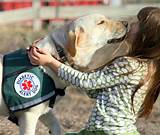 Most Common Service Dogs Photos