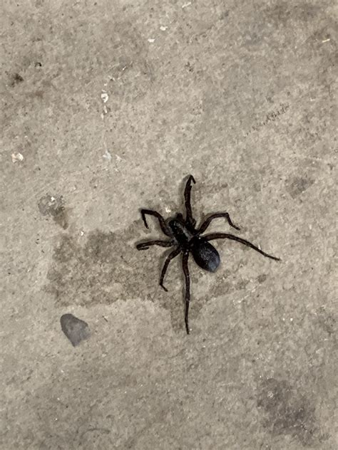 Unidentified Spider In Chattanooga Tennessee United States