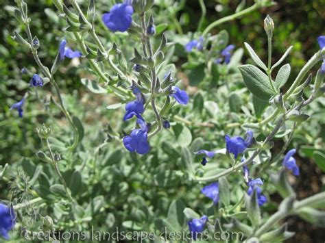 Earth Friendly Landscapes Wordless Wednesday Electric Blue Sage